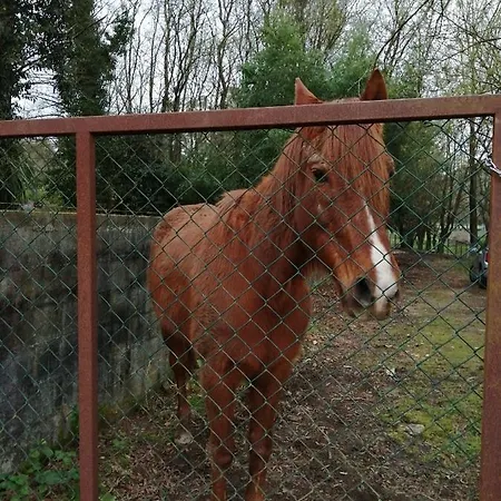 Dom wakacyjny Casa Do Moinho Rural Campo E , 9 Pessoas, Animais Benvindos