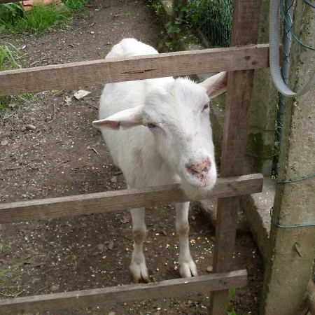 Casa Do Moinho Rural Campo E , 9 Pessoas, Animais Benvindos Dom wakacyjny