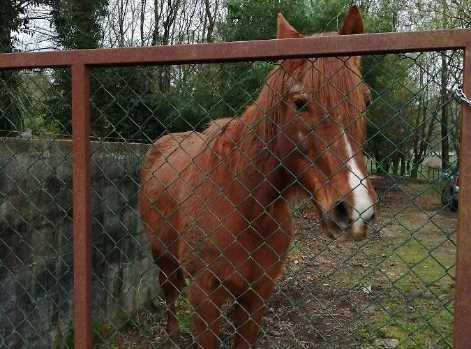 Nyaraló Casa Do Moinho Rural Campo E , 9 Pessoas, Animais Benvindos