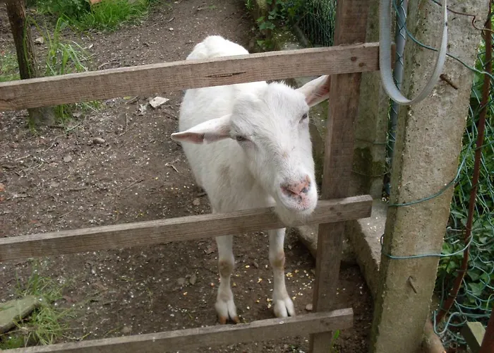 Casa Do Moinho Rural Campo E , 9 Pessoas, Animais Benvindos Hébergement de vacances